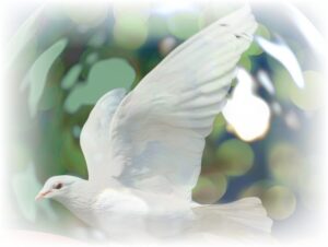 dove-of-peace-g345ceafde_1920-bild-small-2jpg