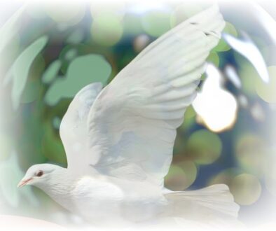 dove-of-peace-g345ceafde_1920-bild-small-2jpg